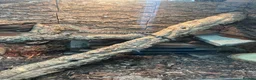 Monitor reptiles for sale: Kimberley rock monitor for sale in Merthyr Tydfil - Advert 5