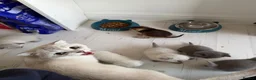 Scottish Fold cats for sale: Scottish Fold x British  - Advert 11