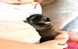 Staffordshire Bull Terrier dogs for sale: Blue staffy pups (mum is champion bred kc) - Image 2