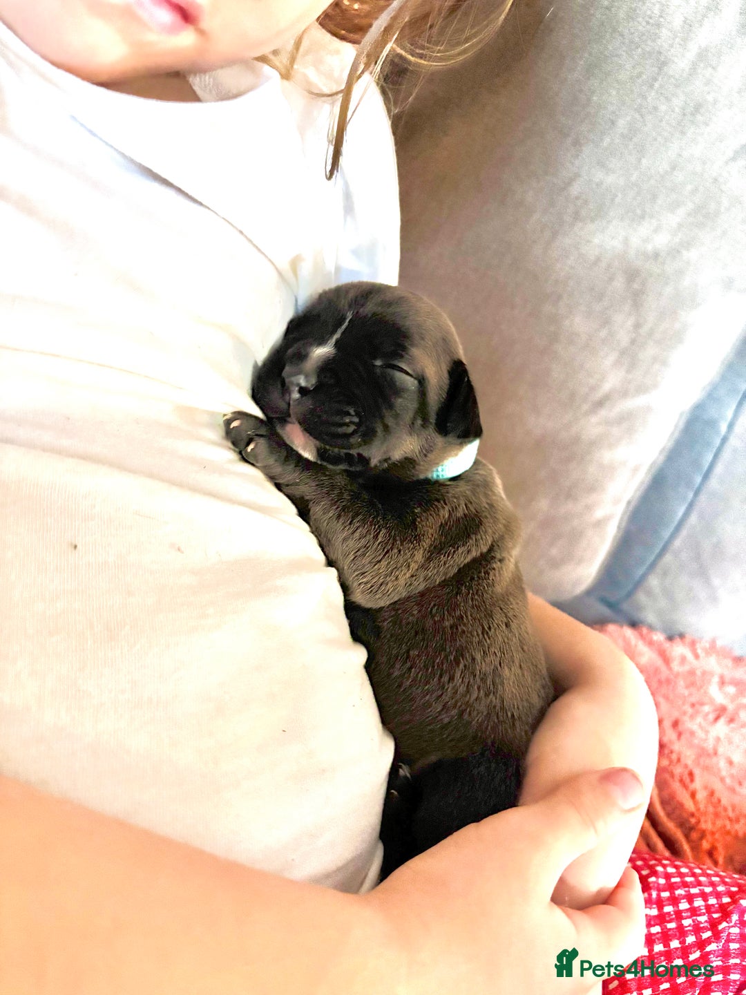 Staffordshire Bull Terrier dogs for sale: Blue staffy pups (mum is champion bred kc) - Image 2