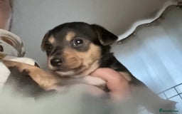 Mixed Breed dogs for sale: Jackawawa puppies 🐾💙1 boy left 💙🐾 - Image 17