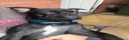 Mixed Breed dogs for sale: French Bulldog x Beagle - looking for forever home - Advert 3