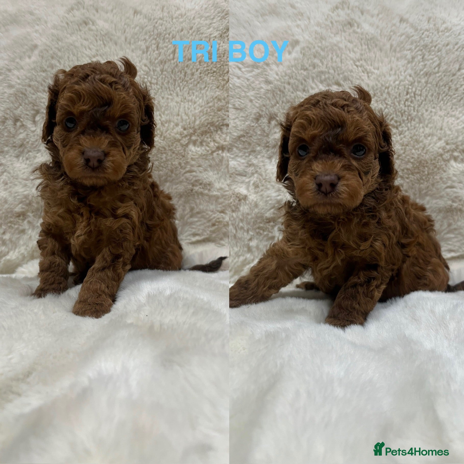Cavapoochon dogs CAVAPOOCHON PUPPY GIRLS/BOYS HEALTH TESTED - Advert 2