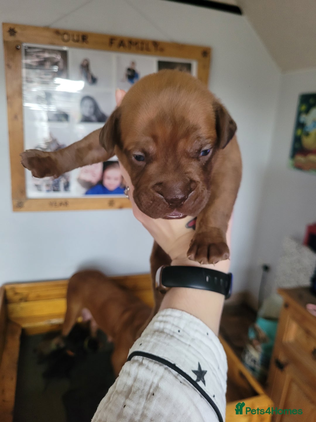 Mixed Breed dogs for sale: Douge de bordeaux x Presa Canerio  - Advert 26