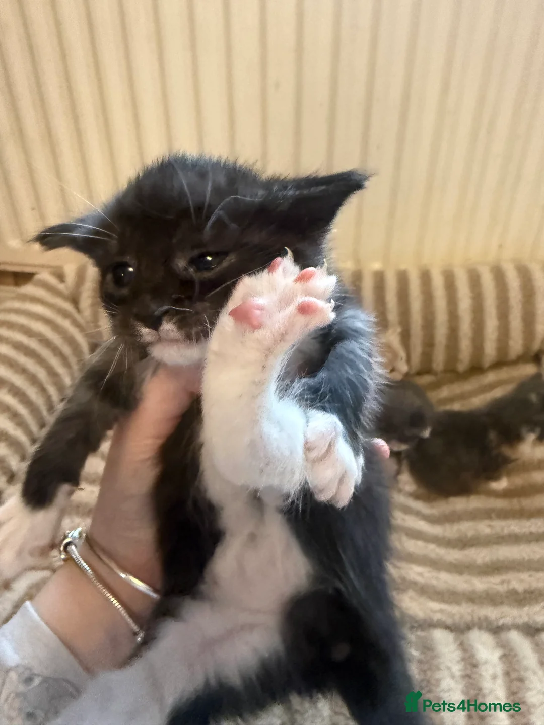 Maine Coon cats for sale: Maincoon mix  - Advert 13