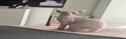 Sphynx cats for sale: Female Sphynx kitten - Advert 5