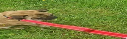 Jug dogs for adoption: One little Pug cross, One big heart in Kidderminster - Advert 3