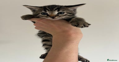 Bengal cats - Advert 7