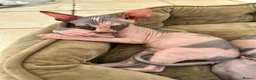 Sphynx cats for sale: Adorable sphinx kittens - Advert 3