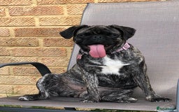 Frug dogs for sale: Loveable Frug looking for a forever sofa!  - Image 2
