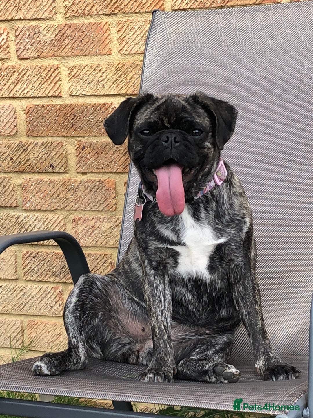 Frug dogs for sale: Loveable Frug looking for a forever sofa!  - Image 2