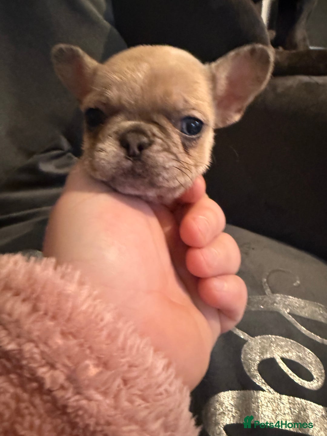 French Bulldog dogs for sale: French bulldog puppy  - Advert 4