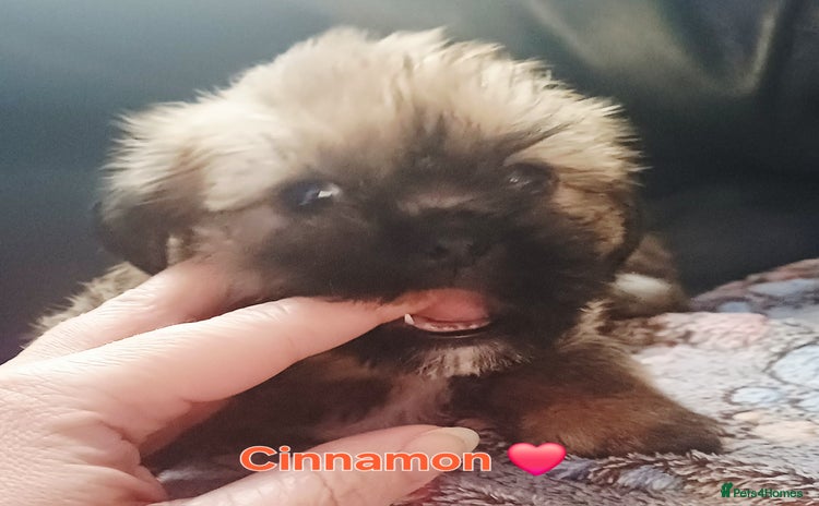Shih Tzu dogs - Advert 1