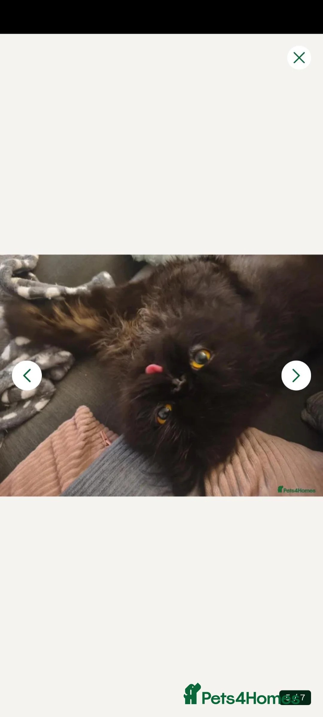 Persian cats for sale: Persian boy for sale  - Advert 6