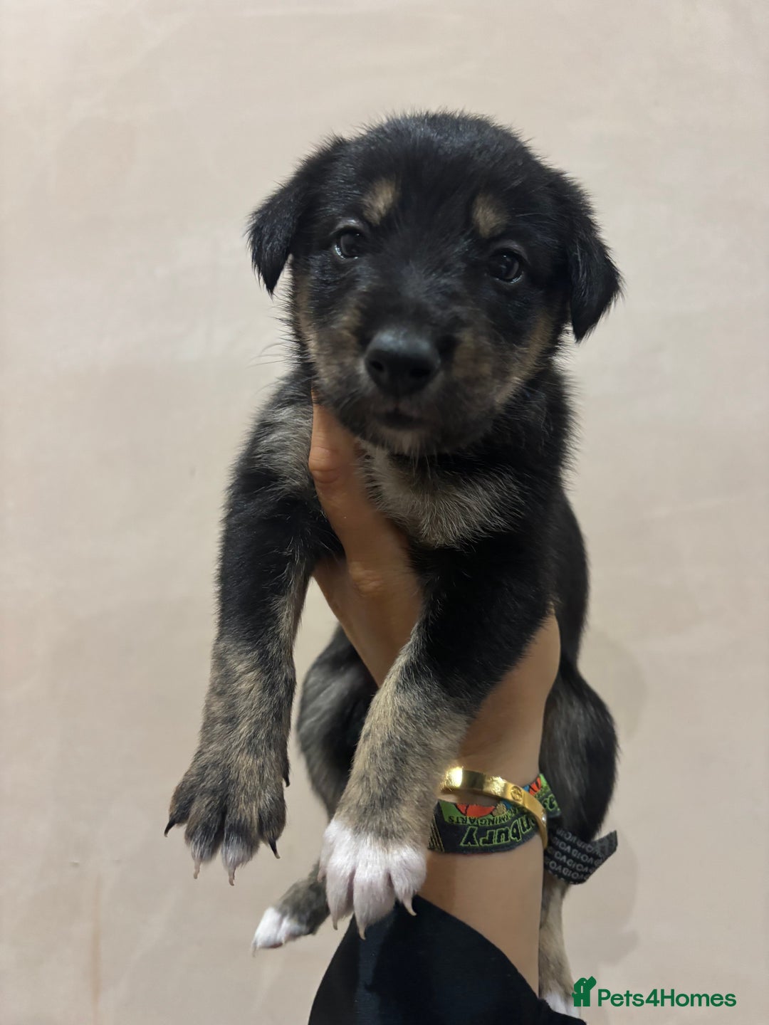 Mixed Breed dogs for sale: Collie Whippet Puppies - Image 2
