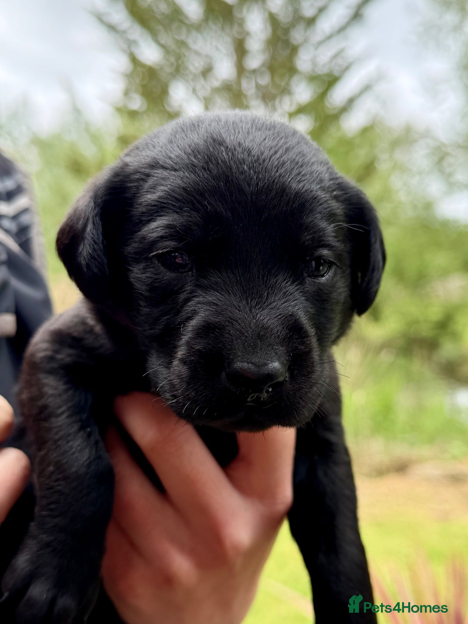 Labrador Retriever dogs for sale: Well-bred, health-tested Labrador Retriever - Advert 3