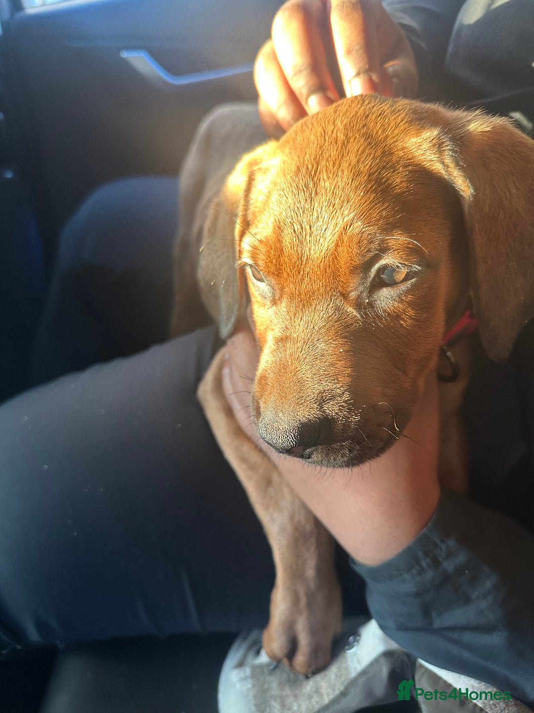 Mixed Breed dogs for sale: German Shepherd  ** tiff Puppy Loving Home Wanted - Advert 3