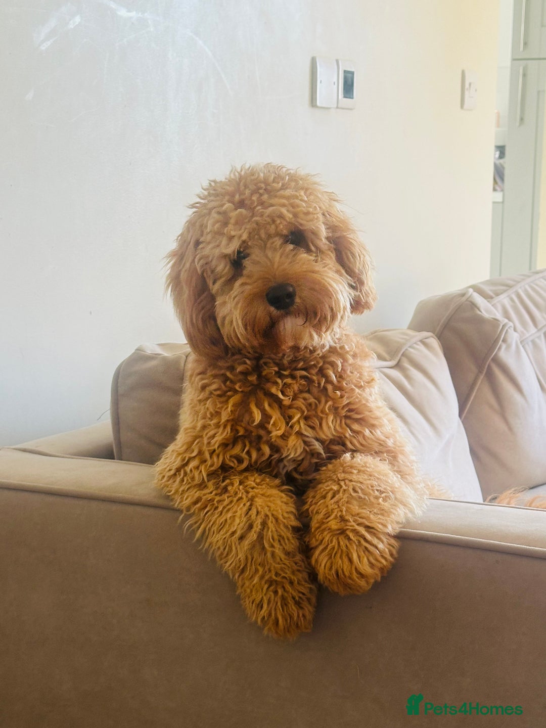 Cavapoo dogs for sale: 10 month boy Cavapoo - Advert 4