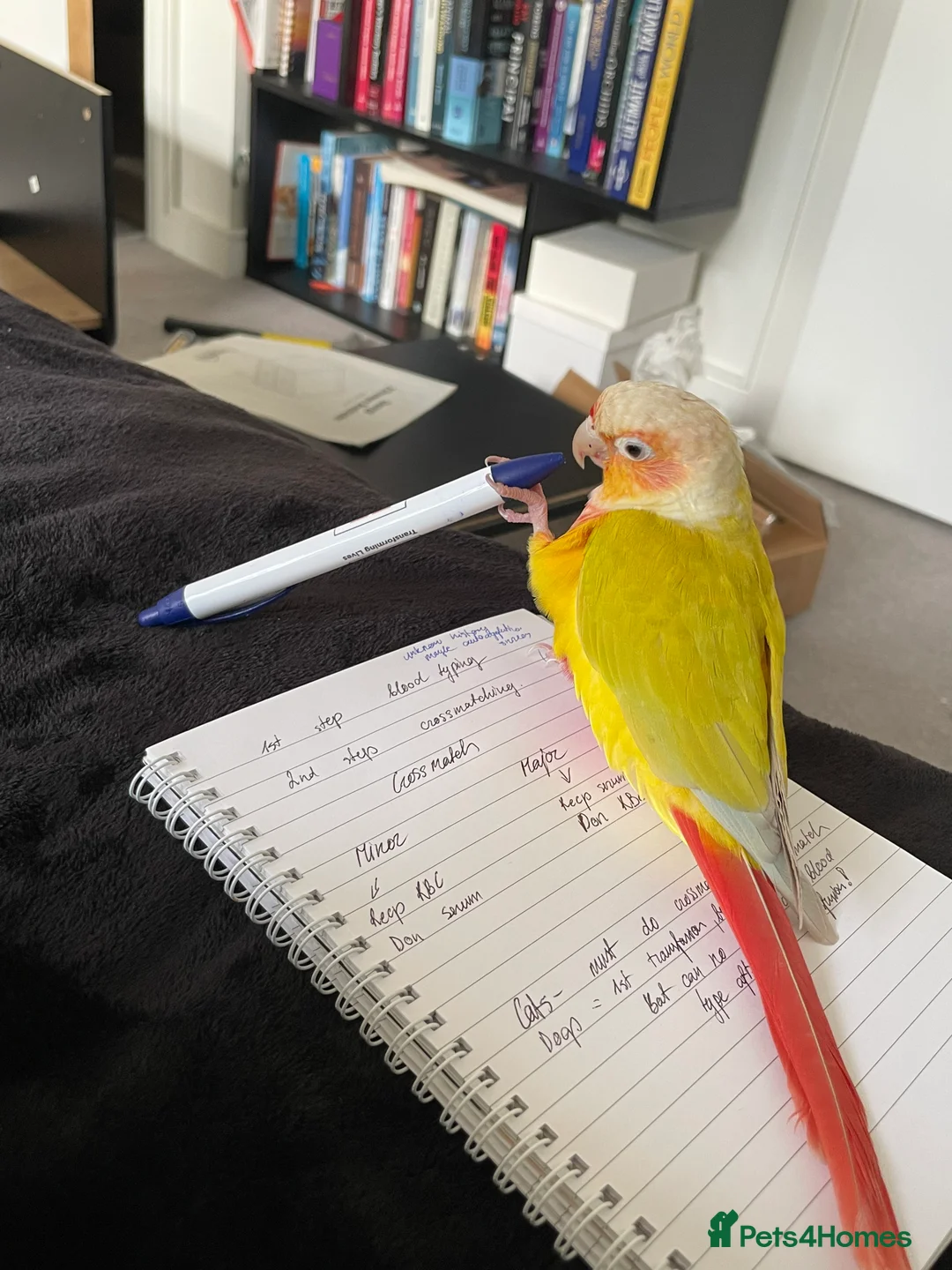 Conures birds for sale:   Pineapple Green-cheek Conure for Rehoming  - Advert 11