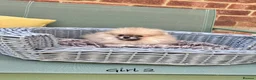 Pomeranian dogs for sale: 🔥Teddy🐻Small🏆Quality  - Advert 20