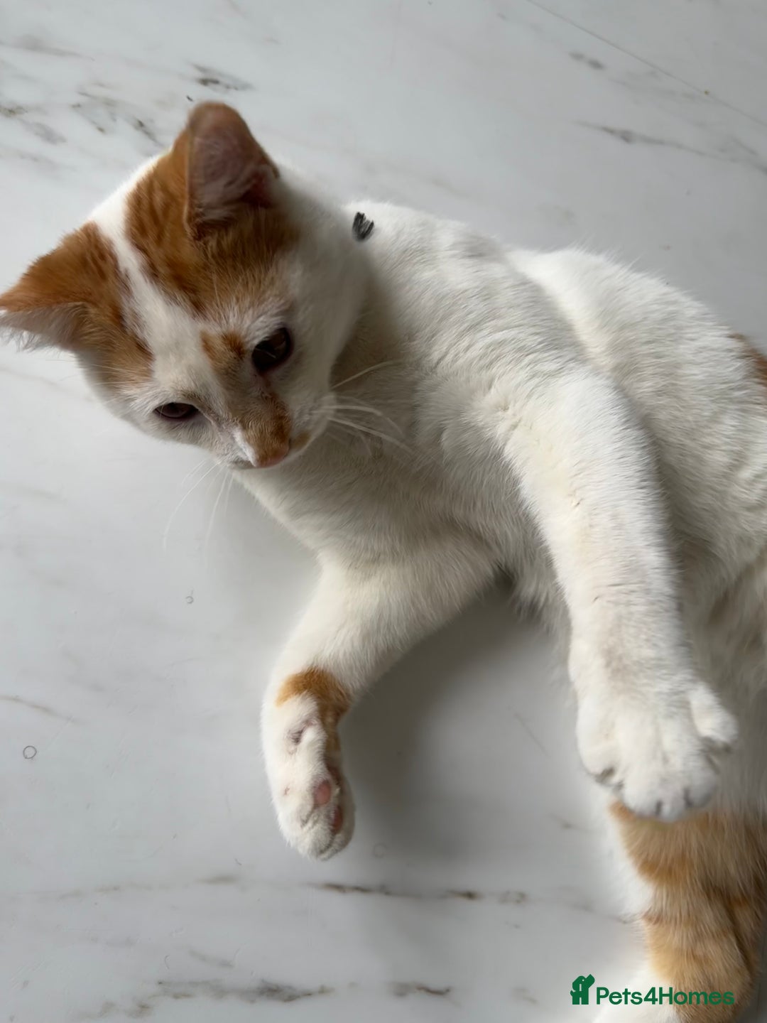 Mixed Breed cats for sale: Mixed breed kitten for sale - Image 3