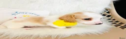 Miniature Dachshund dogs for stud: Dapple Piebald Stud 💫  - Advert 13