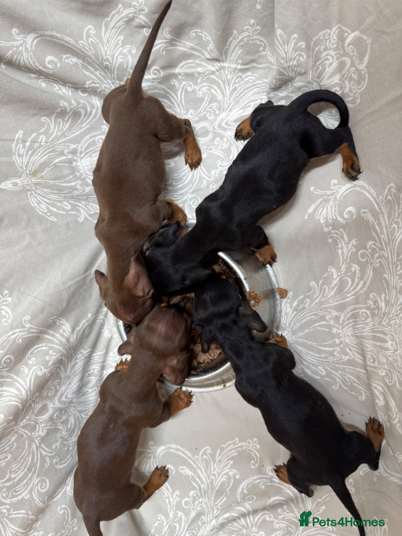 Miniature Dachshund dogs MINIATURE DACHSHUND PUPPIES  - Advert 2