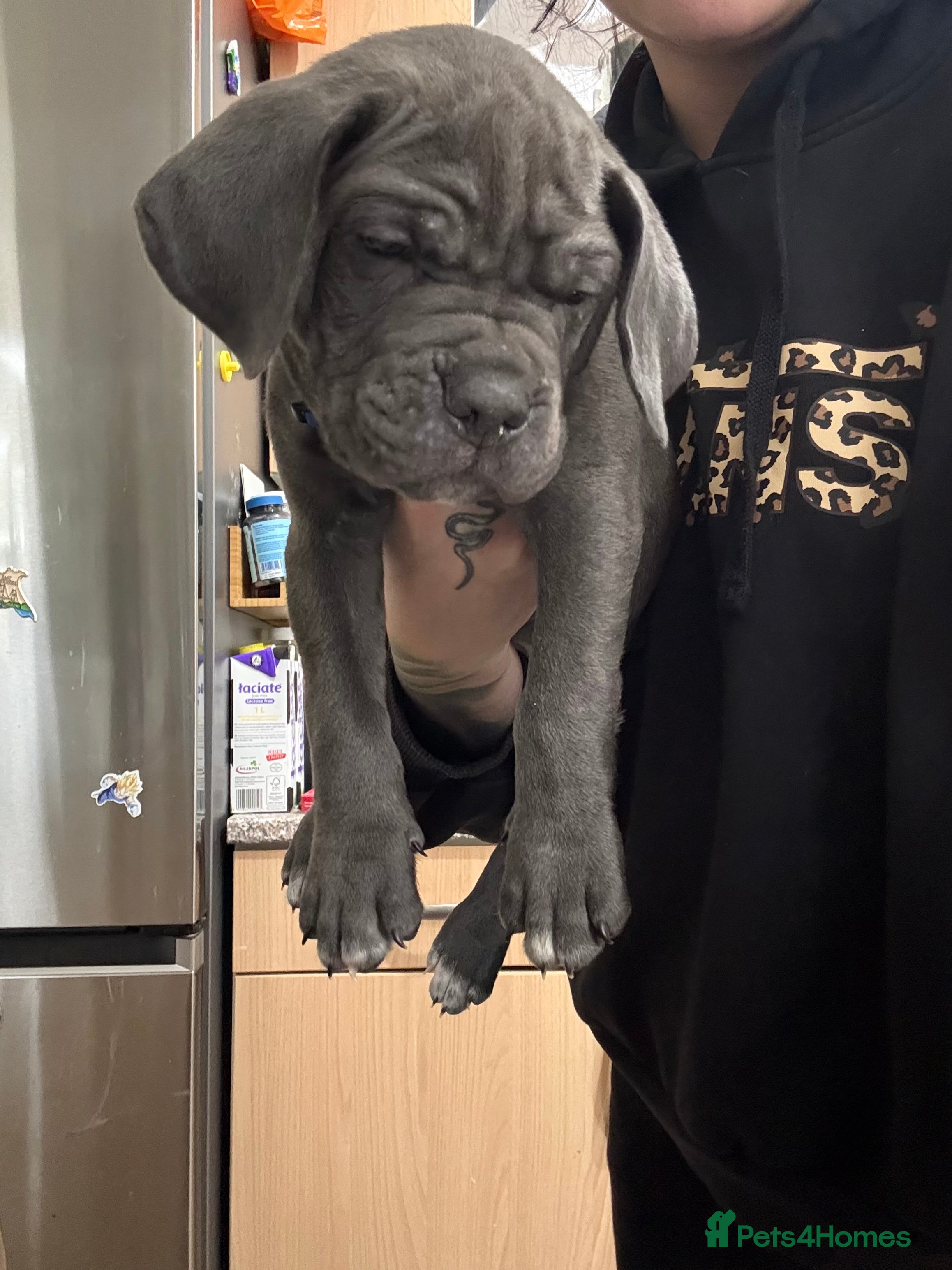 Cane Corso dogs Cane corso - Advert 7