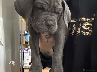 Cane Corso dogs Cane corso - Advert 7