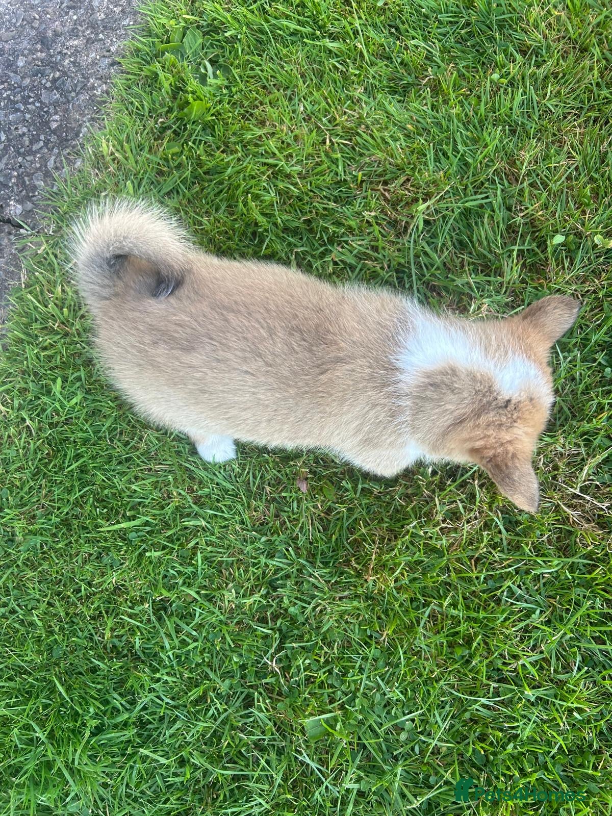 Welsh Corgi Pembroke dogs for sale: Lovely Corgi Girl Pup - Ready To Go - Advert 6