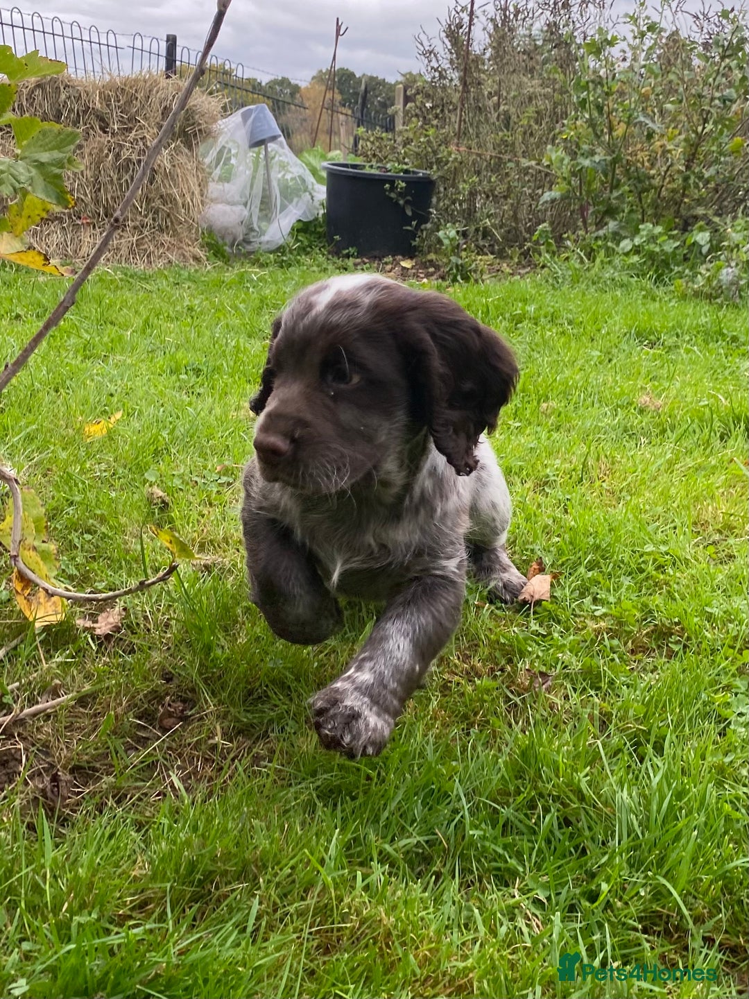 Cocker Spaniel dogs for sale: Beautiful cocker puppies - Image 7