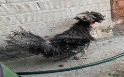 Chickens poultry for sale: Beautiful cock, Pigeon,Quail,H-egg,priceseparate  in Barking - Image 18