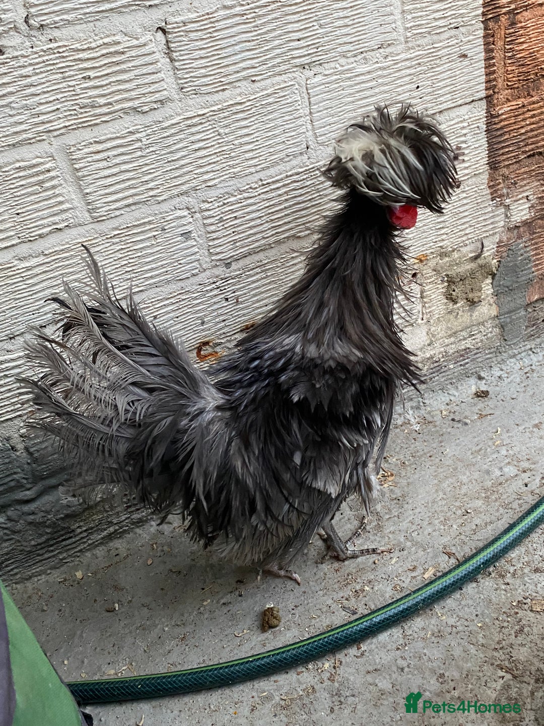 Chickens poultry for sale: Beautiful cock, Pigeon,Quail,H-egg,priceseparate  in Barking - Image 18