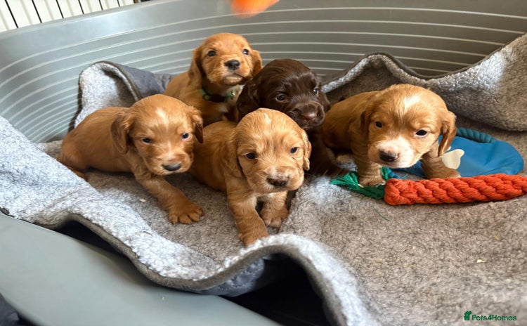 Cocker Spaniel dogs Stunning kc register cocker spaniels family ready - Advert 1