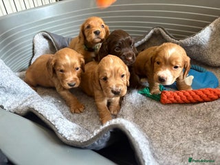 Cocker Spaniel dogs Stunning kc register cocker spaniels family ready - Advert 14