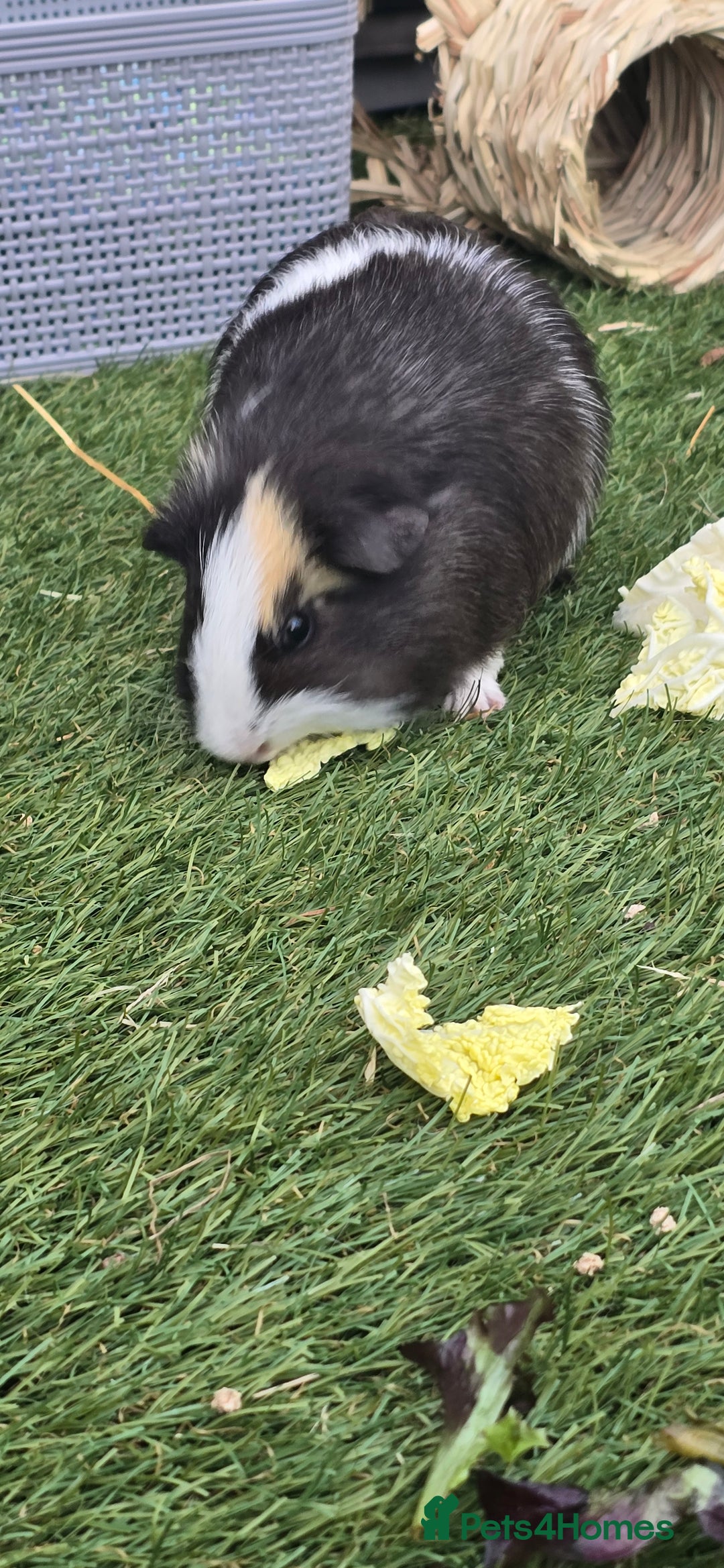 Guinea Pig rodents for sale: Male guinea pigs  - Advert 1