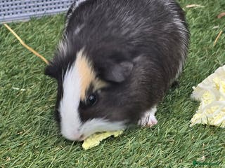 Guinea Pig rodents Male guinea pigs - Advert 19