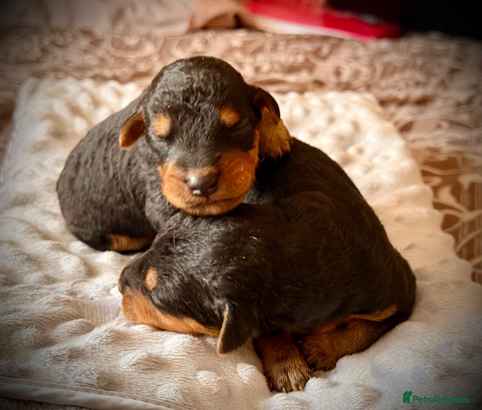 Airedale Terrier dogs ADORABLE KC REGISTERED AIREDALE PUPS - Advert 2