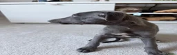 Whippet dogs for sale: I BEAUTIFUL GIRL LEFT READY NOW - Advert 9