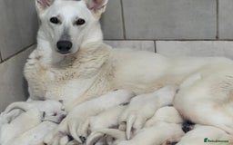 White Swiss Shepherd dogs for sale: White Swiss Shepherd Puppies - Image 3