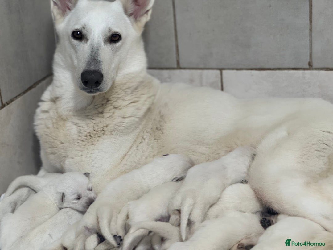 White Swiss Shepherd dogs for sale: White Swiss Shepherd Puppies - Image 3