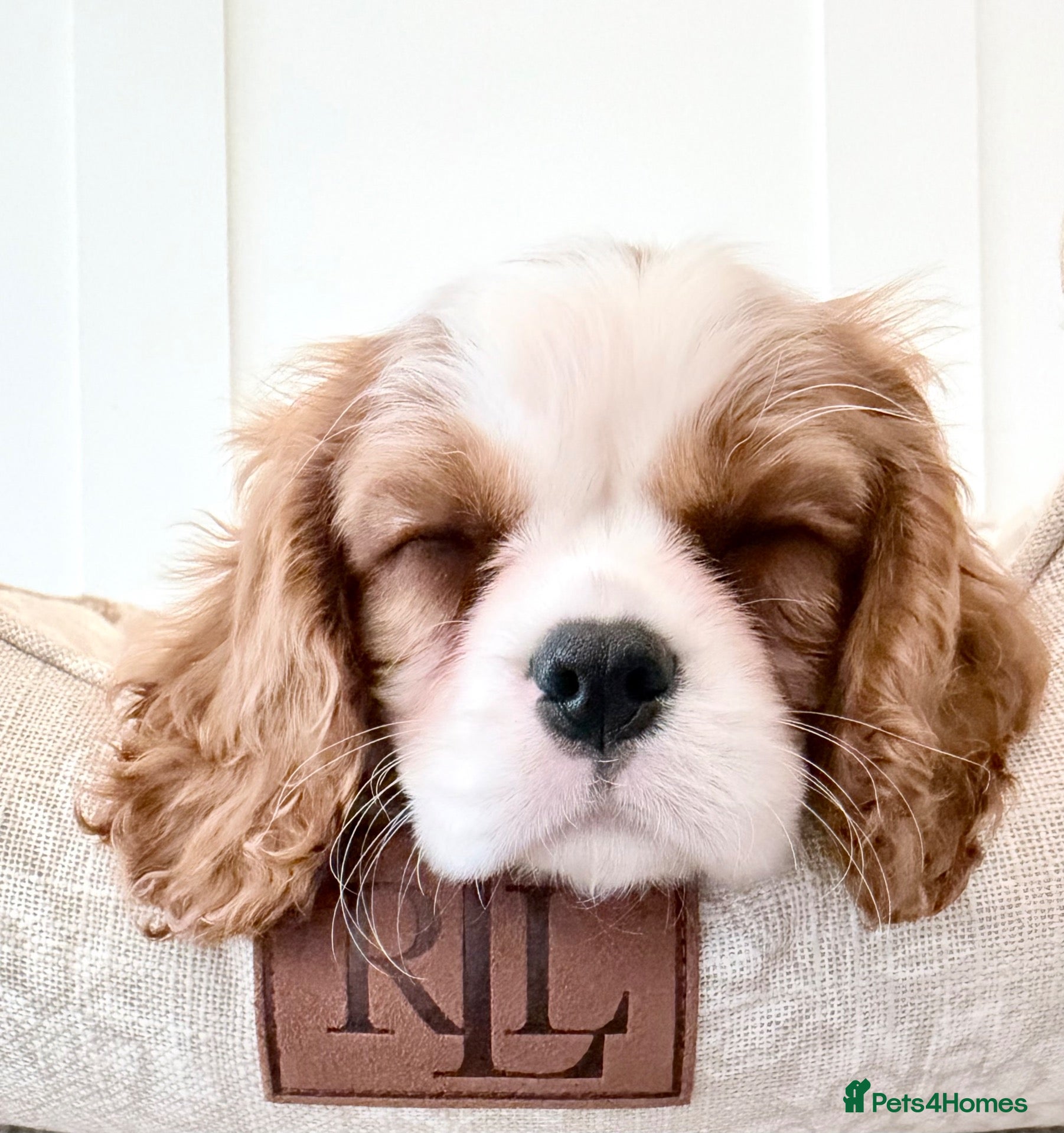 Cavalier King Charles Spaniel dogs Ready now, KC Cavalier King Charles Spaniel MALE.  - Advert 2