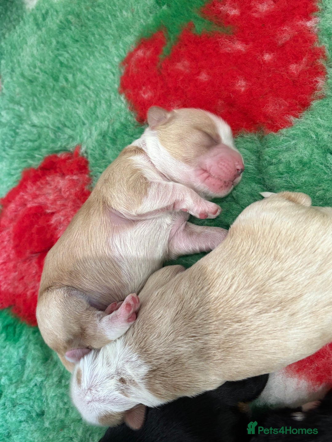 Tibetan Terrier dogs for sale: KC fully health tested exceptionally bred Tibetan  - Advert 23