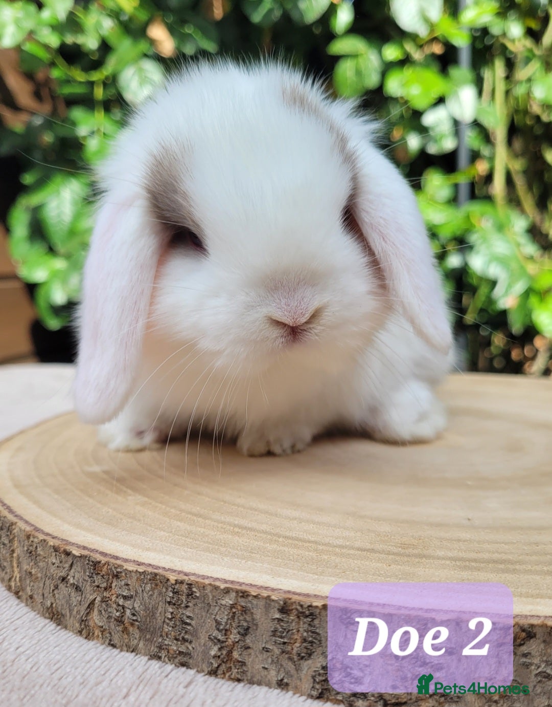 Mini Lop rabbits Beautiful pure bred mini lops - Advert 2