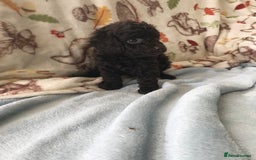 Cavapoo dogs for sale: F1B cavapoo pups  - Image 9