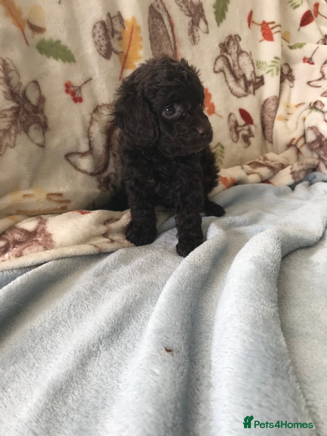 Cavapoo dogs for sale: F1B cavapoo pups  - Image 9