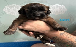 Saint Bernard dogs for sale: F1 St Berdoodle  - Image 10