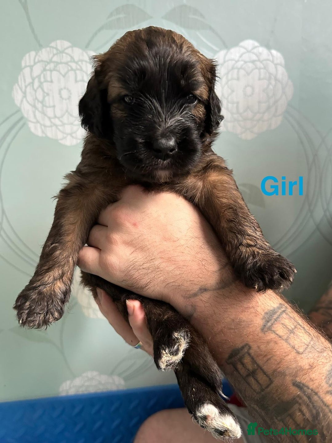 Saint Bernard dogs for sale: F1 St Berdoodle  - Image 10