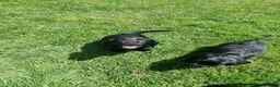 Cocker Spaniel dogs for sale: KC Working Bred Cocker Spaniel Puppies - Advert 8