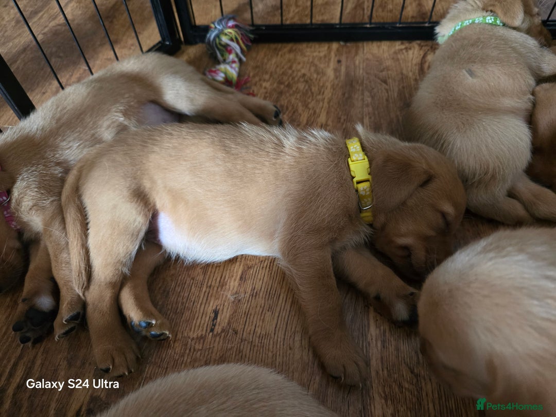 Labrador Retriever dogs for sale: KC REG Lab puppys x 2/11 ready to take home - Image 34